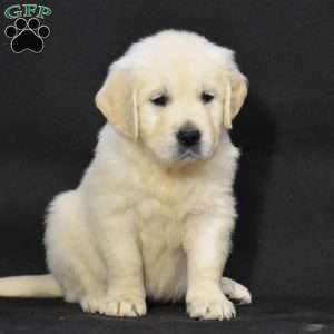 Jewel, English Cream Golden Retriever Puppy